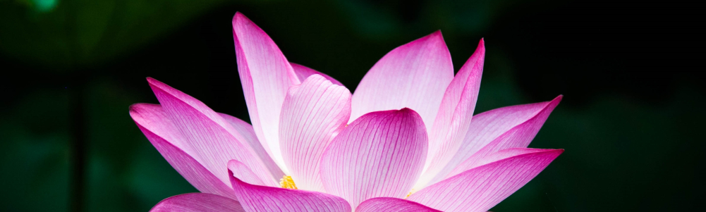 User banner image